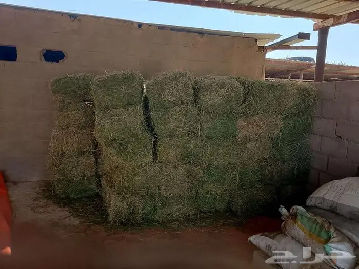 علاف برسيم وتمر للبيع 0