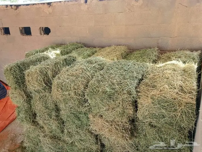 علاف برسيم وتمر للبيع 1