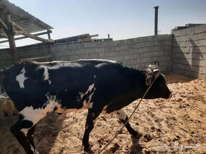ثور للبيع 1