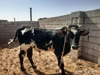 ثور للبيع index