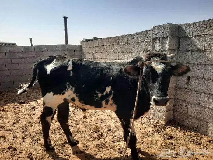 ثور للبيع 3