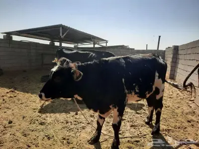 ثور للبيع index