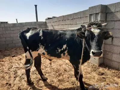 ثور للبيع index