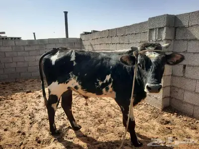 ثور للبيع index
