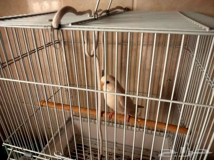 فرخ بادجي ذكر أبيض صافي 1