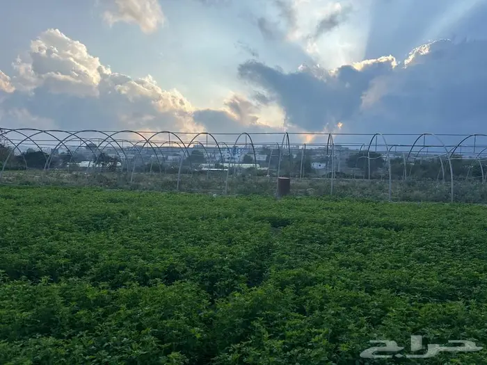 بيوت محمية 0