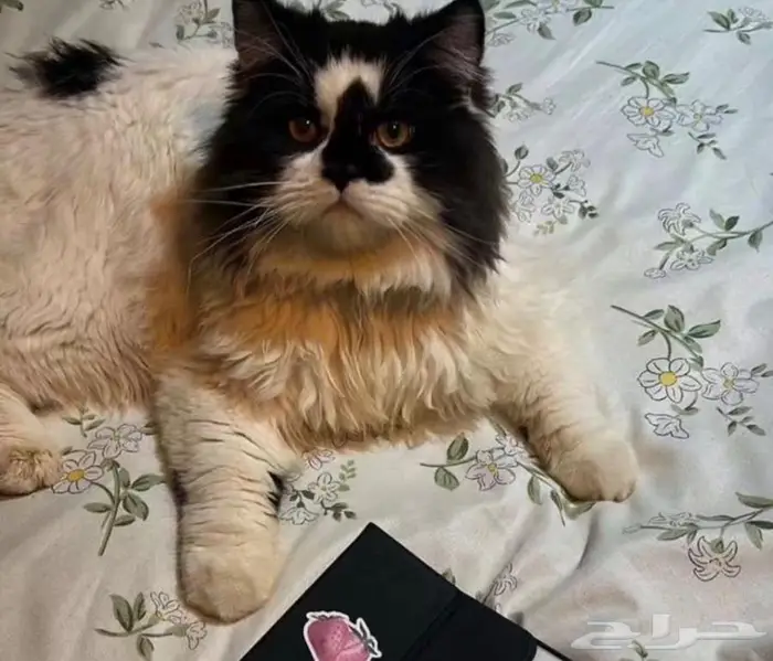 قط شيرازي للتبني 0