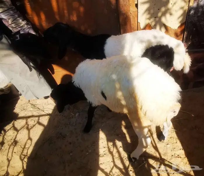 خمسة روس مشروكات هجين ع نجدي وعربي 3