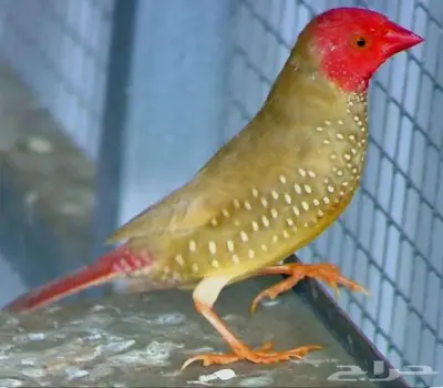 فروخ ستار فينش index