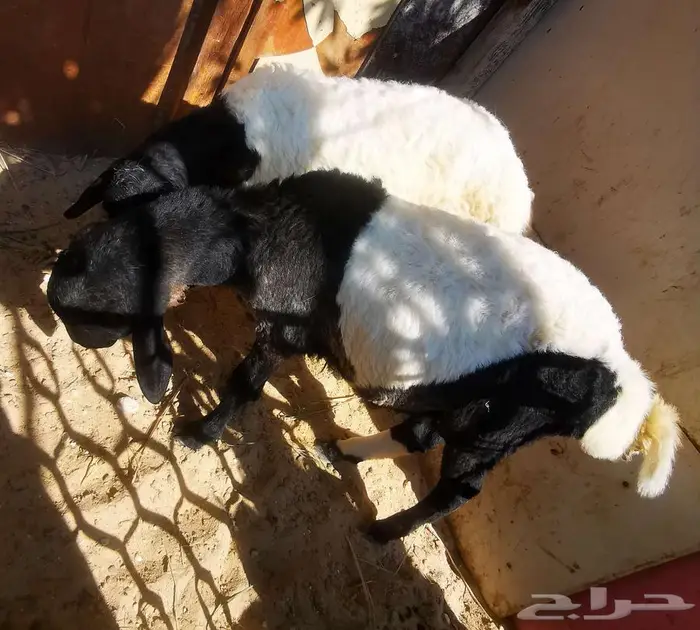 خمسة روس مشروكات هجين ع نجدي وعربي 7