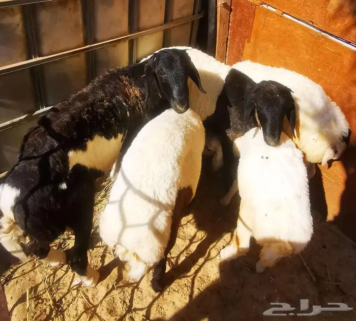 خمسة روس مشروكات هجين ع نجدي وعربي 5