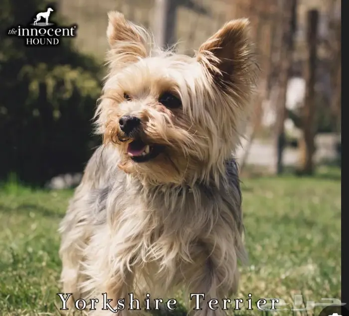 فرصه ذهبيه لمحبين احجام الكلاب الصغيره 8