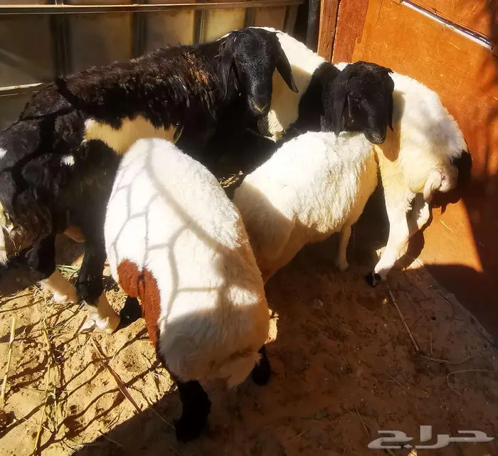 خمسة روس مشروكات هجين ع نجدي وعربي 9