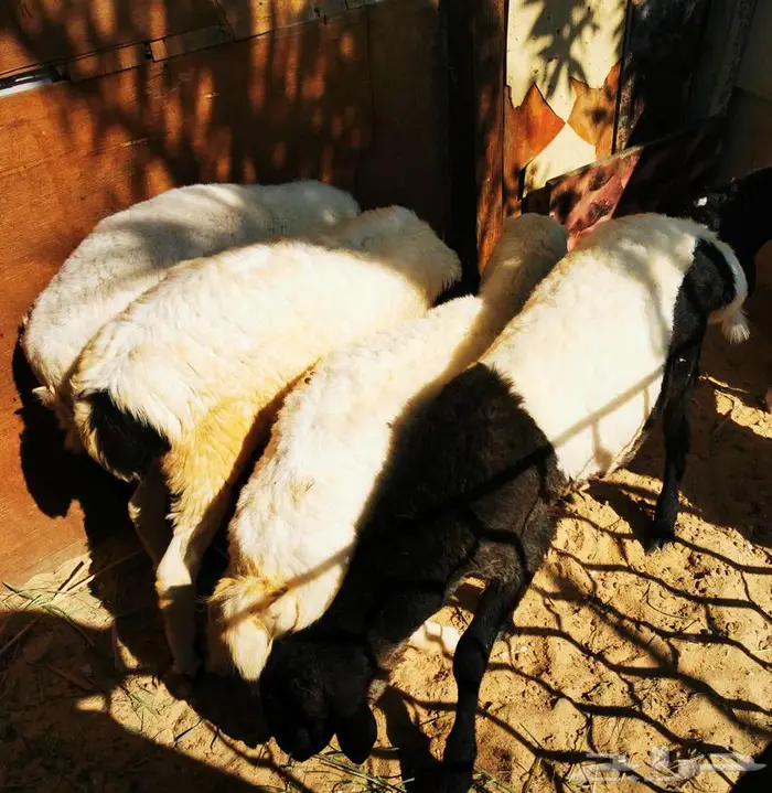 خمسة روس مشروكات هجين ع نجدي وعربي 10