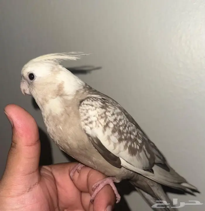 كروان ( كوكتيل ) أليف هدد نششبه. 2