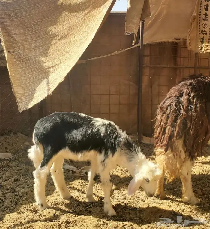 2 نعاج نجد تحتها 4 بهم 7