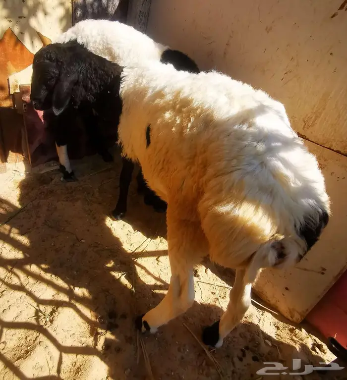 خمسة روس مشروكات هجين ع نجدي وعربي 6