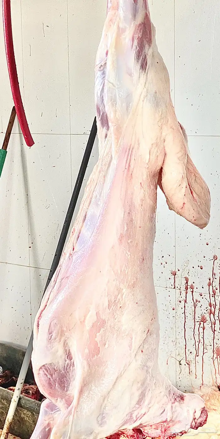 ذبايح نعيم   تابي و تمارا 17