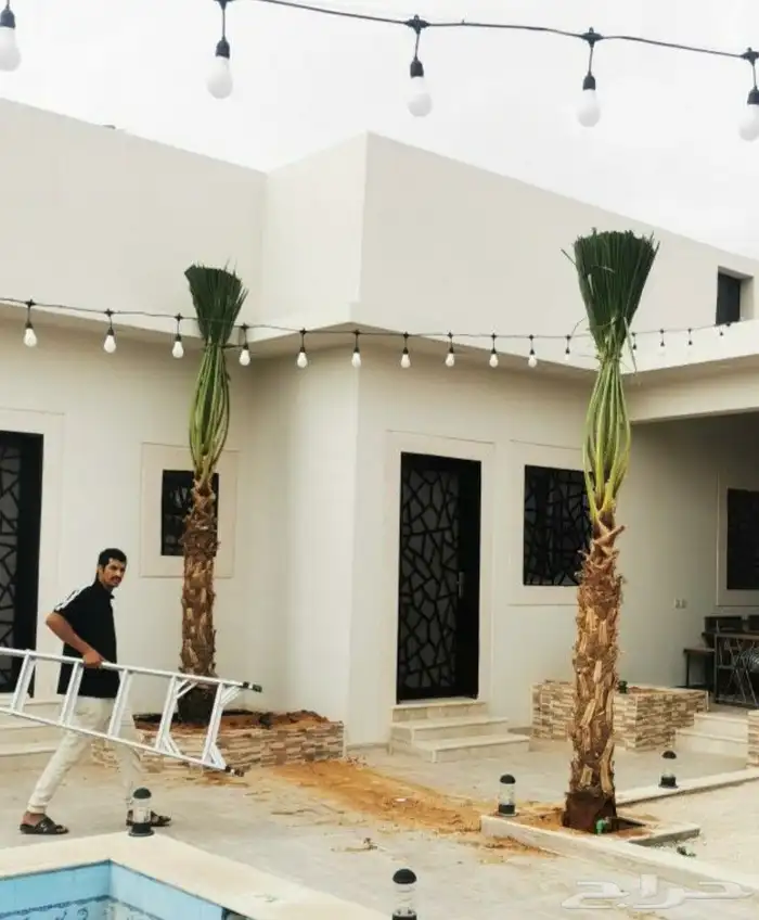 نخيل واشنطني زينه 6