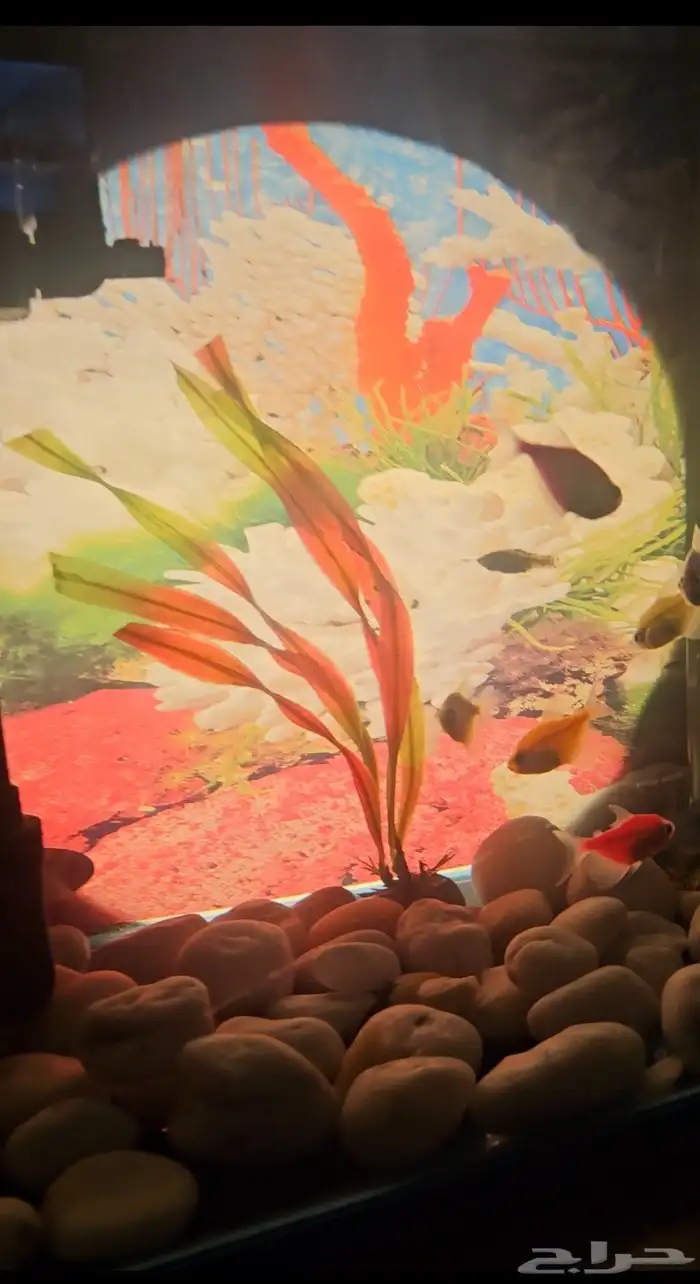 حوض سمك بديكوراته 10