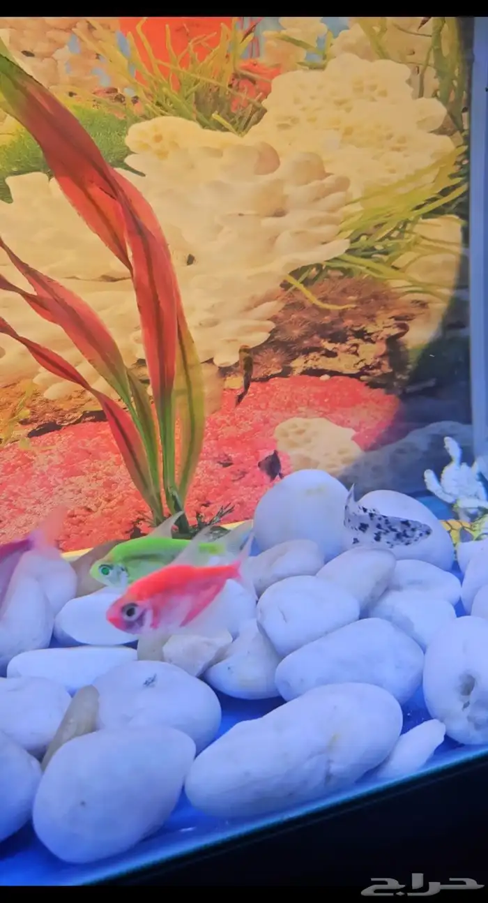 حوض سمك بديكوراته 9