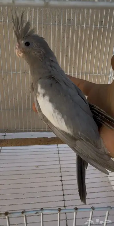 ايميرالد وايت فيس بلاك هيد مع ستاندر الماني index