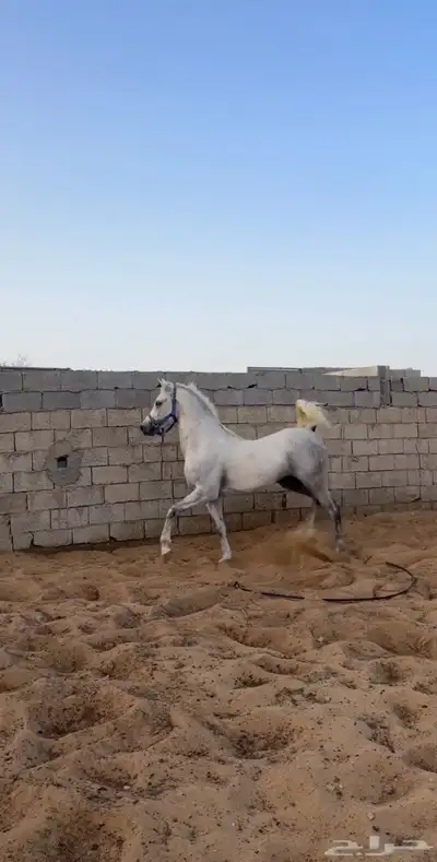 حصان واهو حفيد وادي الشقب index