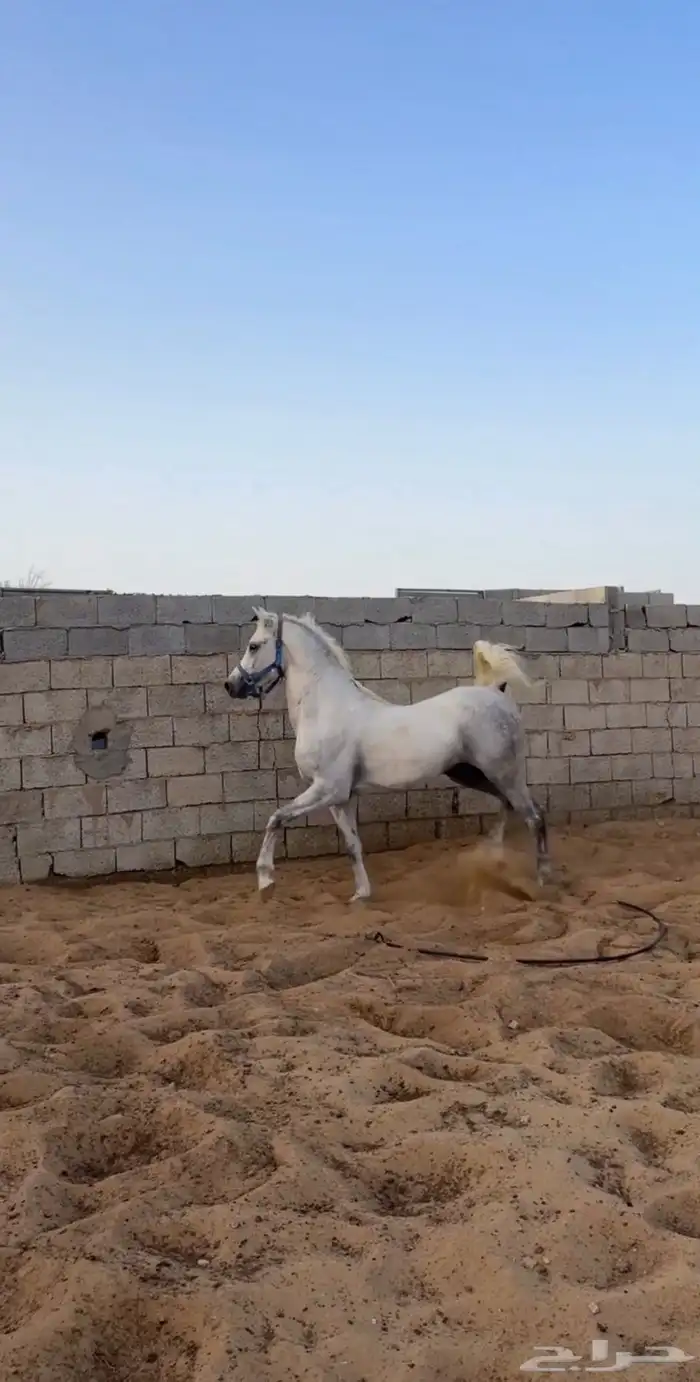 حصان واهو حفيد وادي الشقب 0