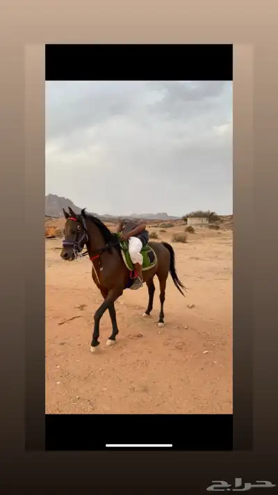 حصان كفوو index