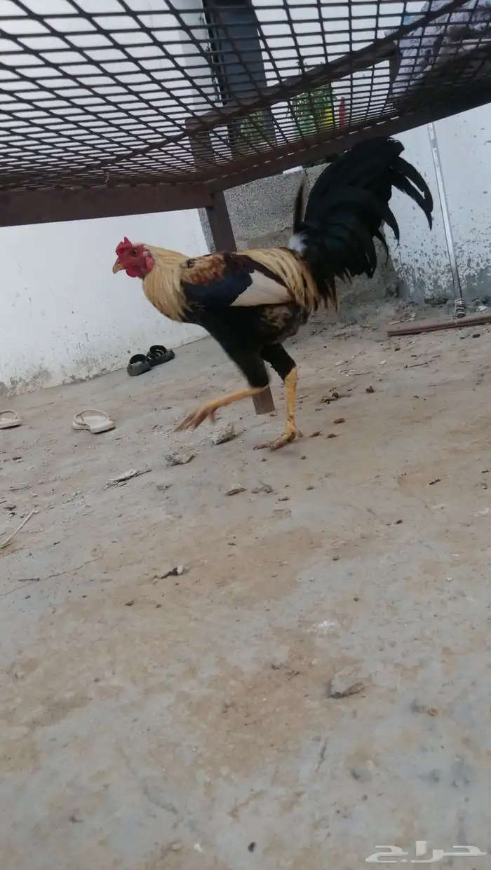 اثنين ديك للبيع واحد بكستاني واحد ديك بلدي على سوم 1