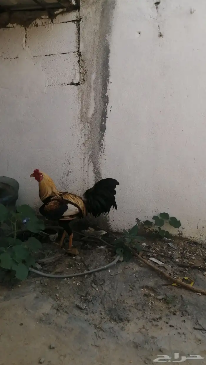 اثنين ديك للبيع واحد بكستاني واحد ديك بلدي على سوم 0