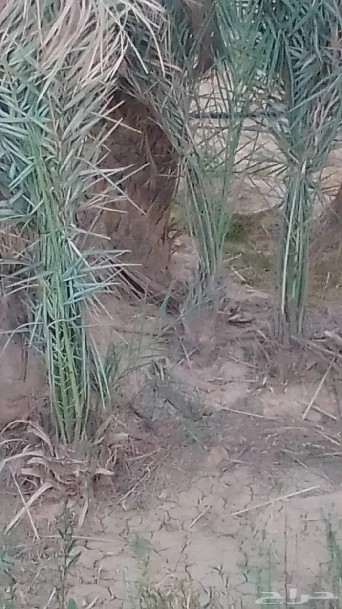 يوجد فراخه مجدوول للبيع اضافھ الى دخيني وصقعي 0