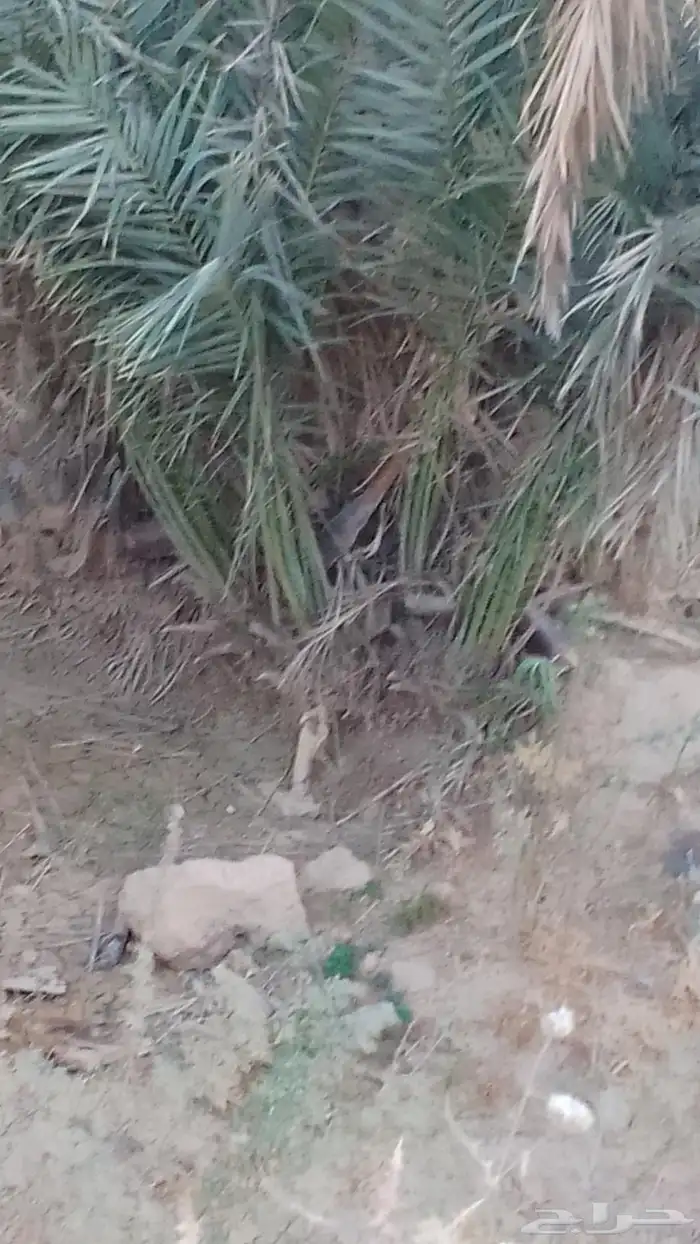 يوجد فراخه مجدوول للبيع اضافھ الى دخيني وصقعي 1