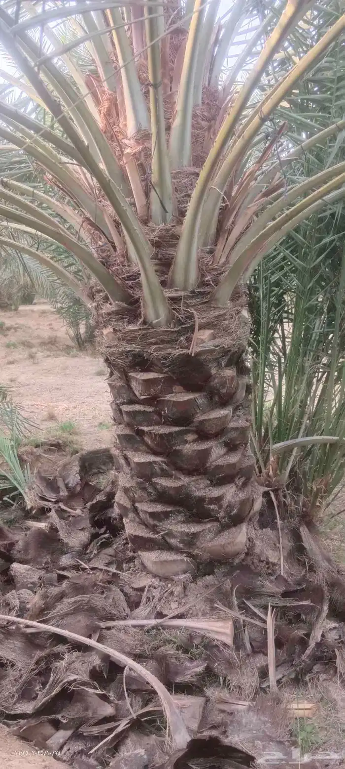 تكريب وتظيف النخيل وقلع الفراخ وزرعتها 1