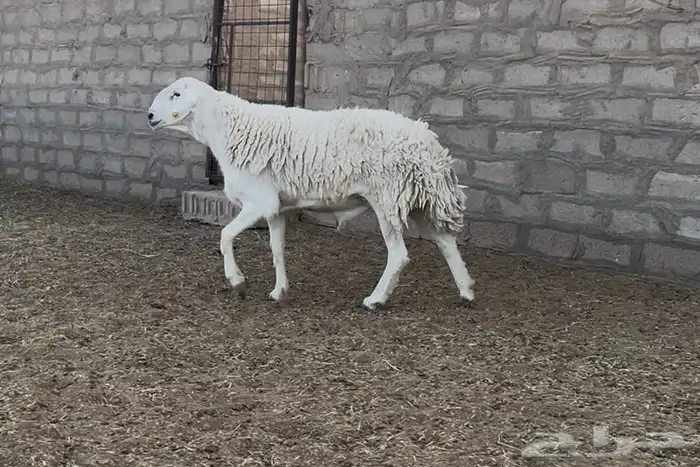 فحل حري مشروط 0