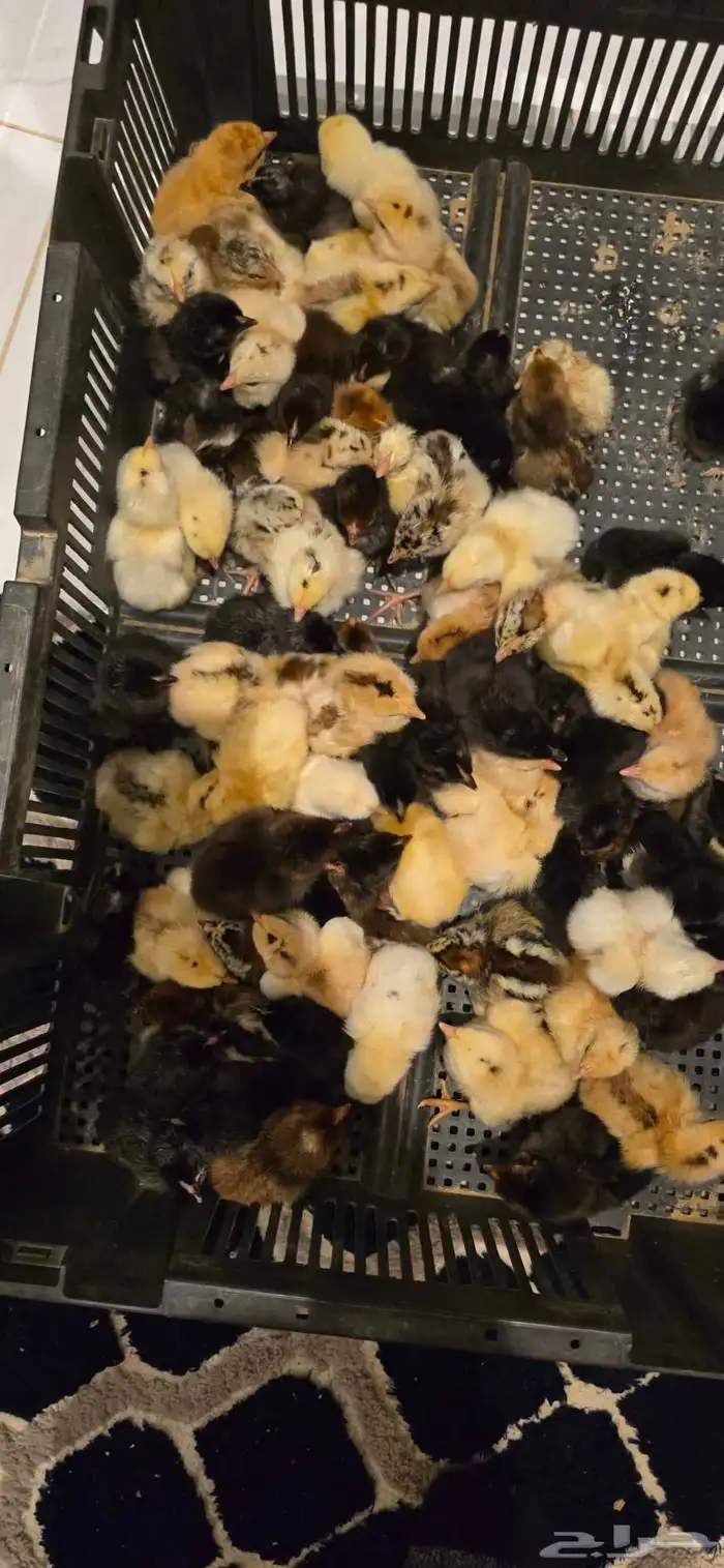 صيصان عربي 1