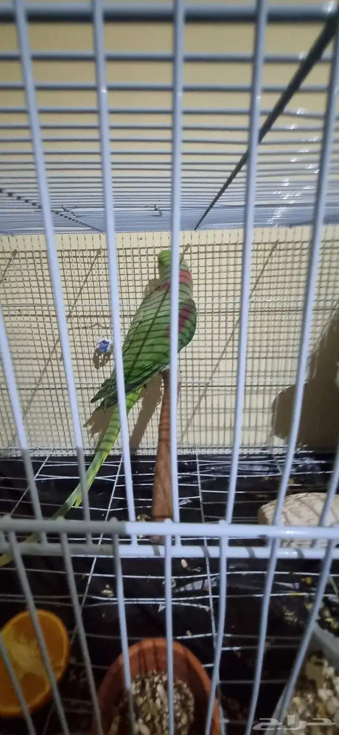 جوز نيبالي 8