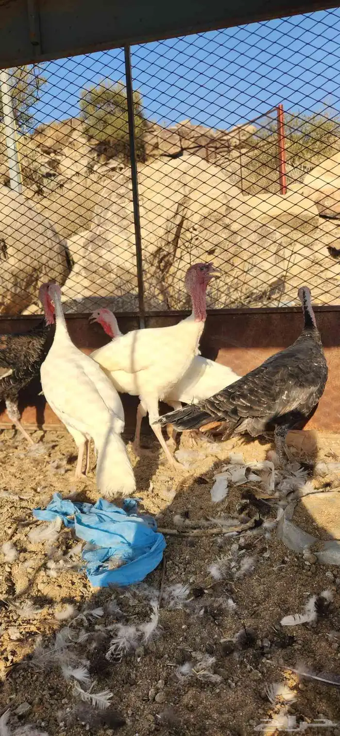 دجاج رومي بشاير 2