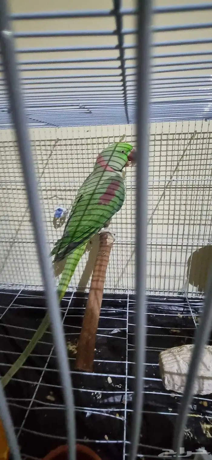 جوز نيبالي 9