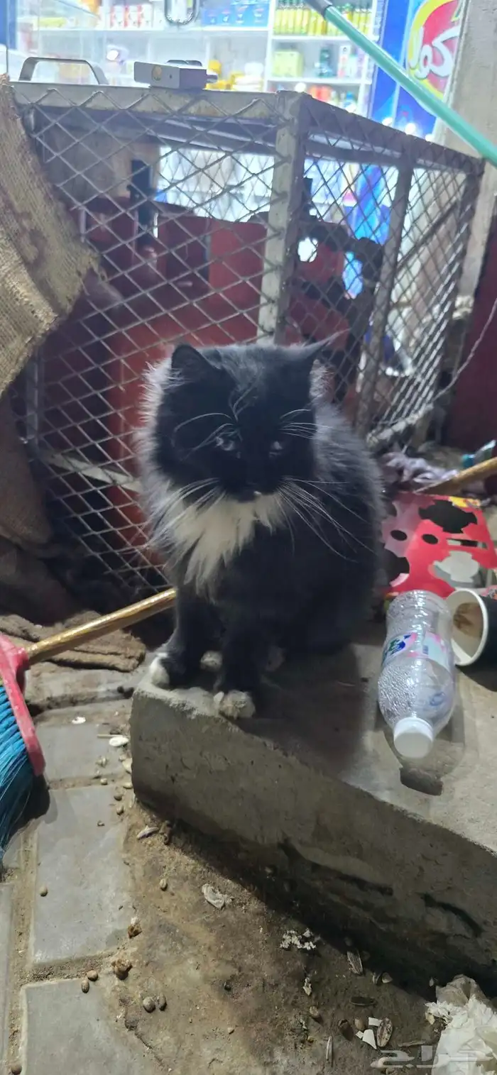 قطه اليفه ضايعه 2