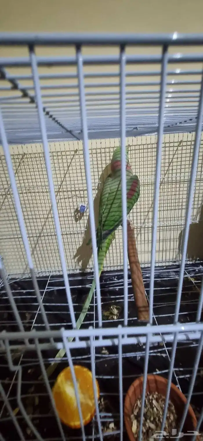 جوز نيبالي 7