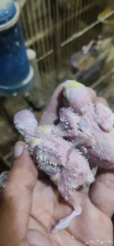 فروخ بادجي هولندي غر سيريلاك index