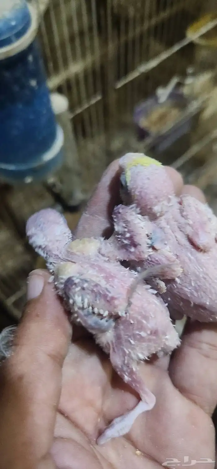 فروخ بادجي هولندي غر سيريلاك 2