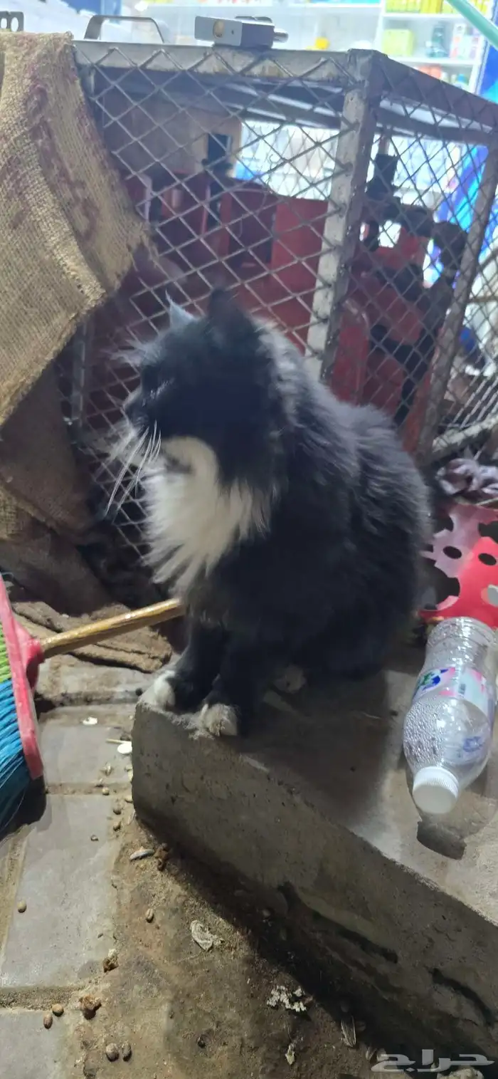 قطه اليفه ضايعه 0