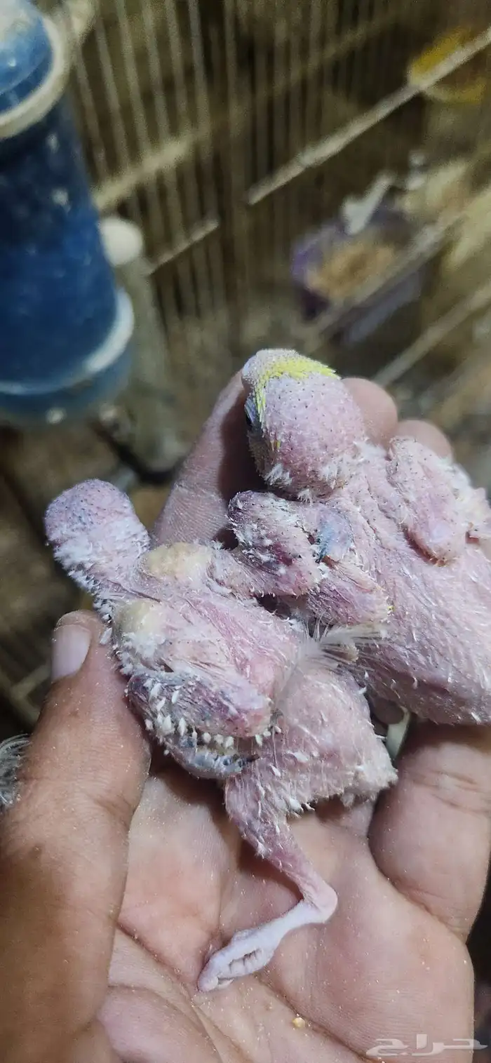 فروخ بادجي هولندي غر سيريلاك 1