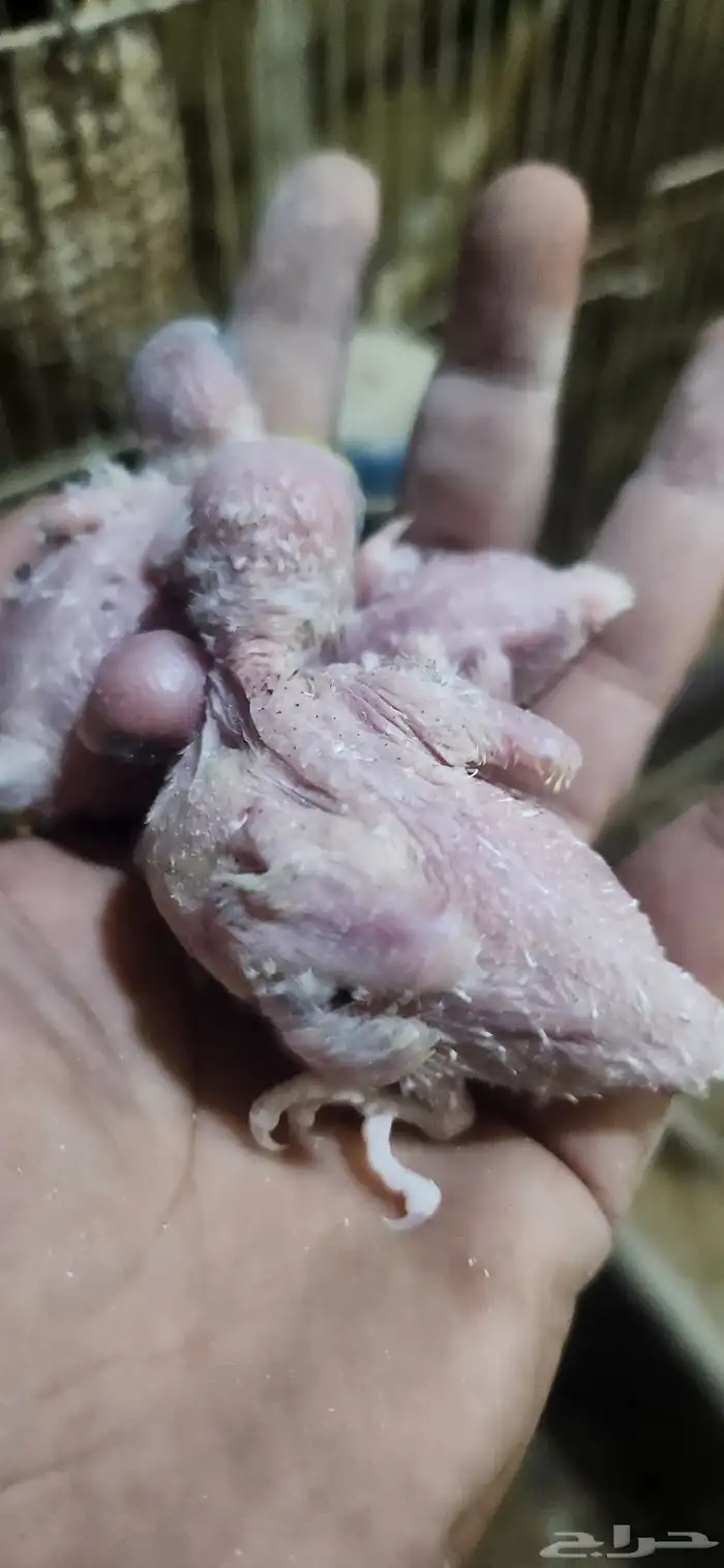 فروخ بادجي هولندي غر سيريلاك 0