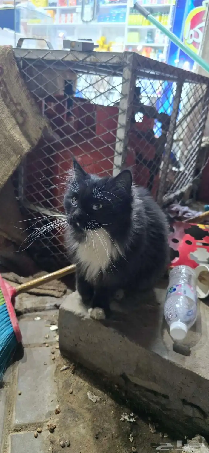 قطه اليفه ضايعه 1