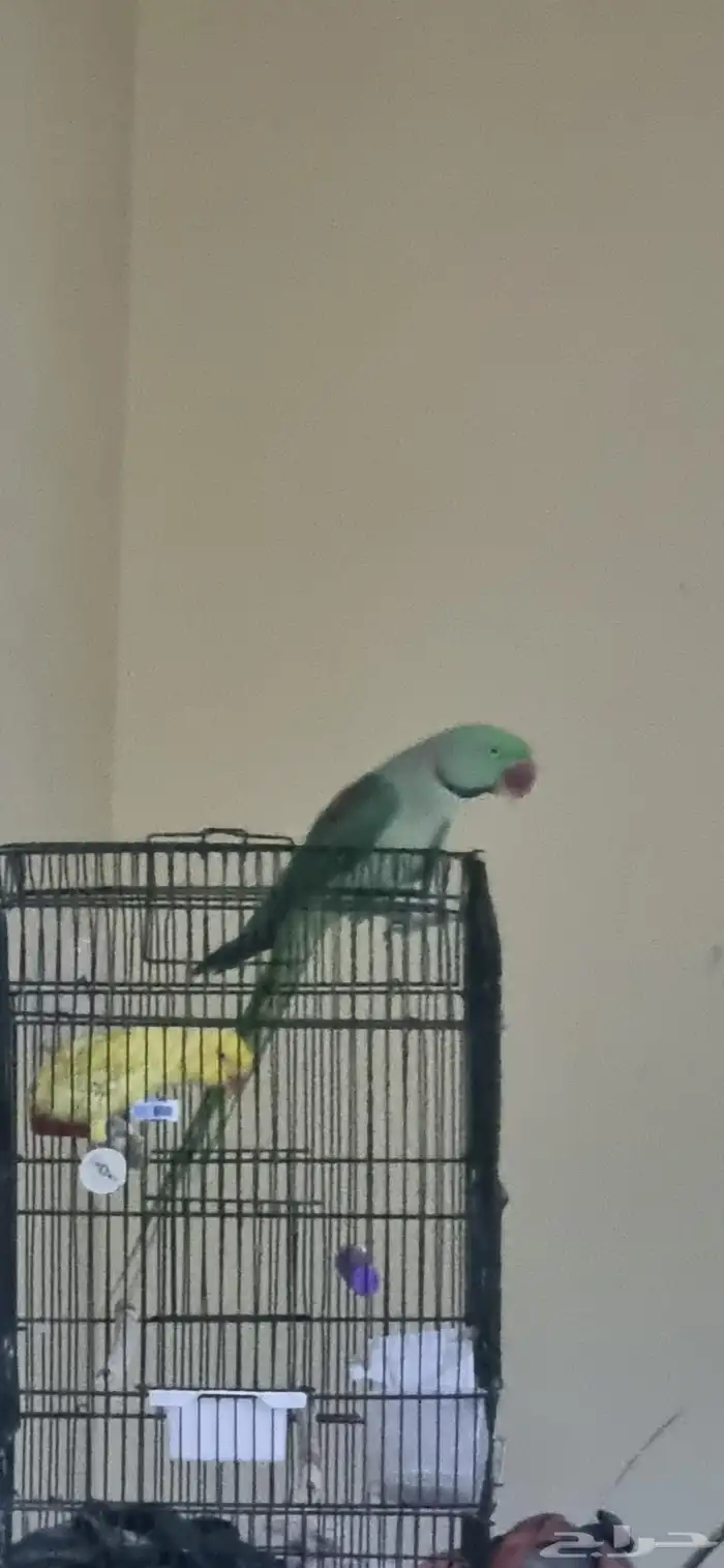 جوز نيبالي 10