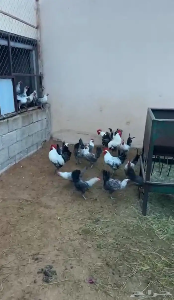 دجاج فيومي 0