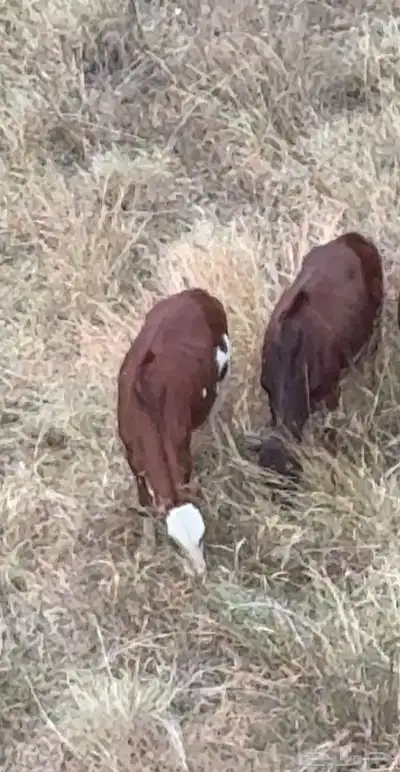 رجال المع حسوة index